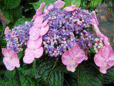 garden hydrangea wims red planting and care in the open field