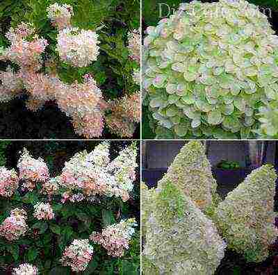 garden hydrangea wims red planting and care in the open field