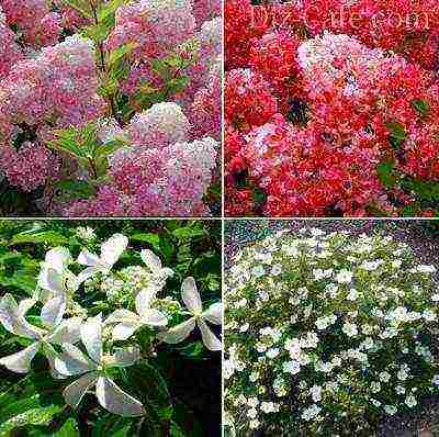 ang hardin hydrangea ay nangangarap ng pulang pagtatanim at pangangalaga sa bukas na bukid