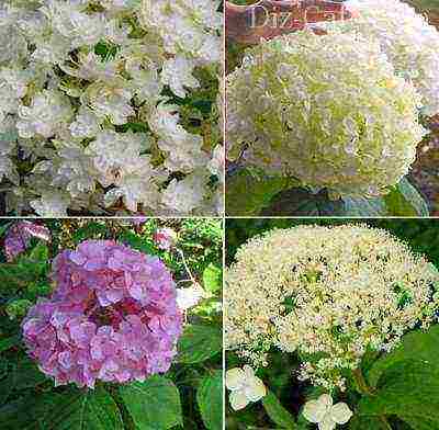 garden hydrangea wims red planting and care in the open field