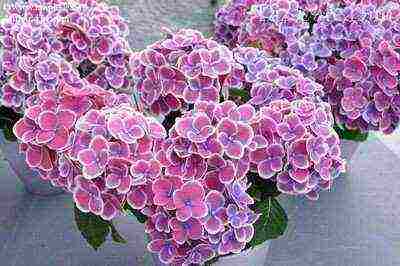 garden hydrangea wims red planting and care in the open field