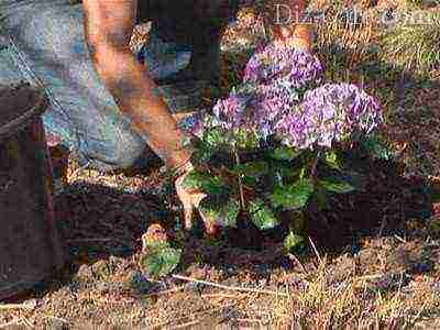 garden hydrangea wims red planting and care in the open field