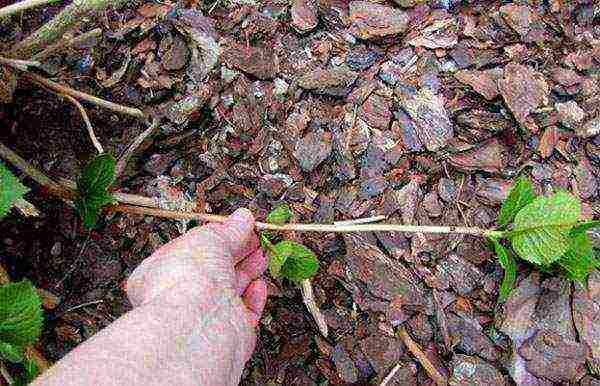 hydrangea garden winter-hardy planting and care in the open field