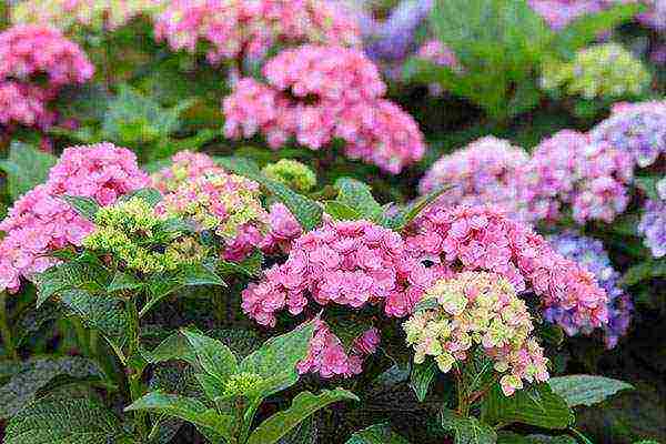 hydrangea garden winter-hardy planting and care in the open field