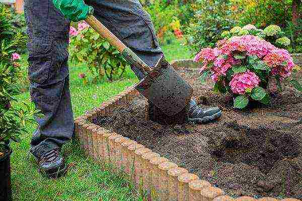 hydrangea garden winter-hardy planting and care in the open field