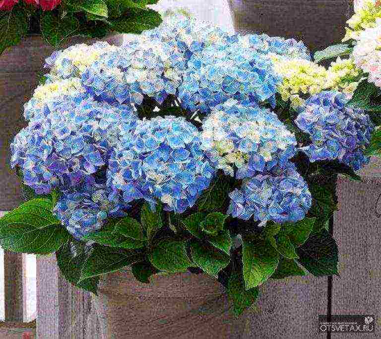 hydrangea garden winter-hardy planting and care in the open field