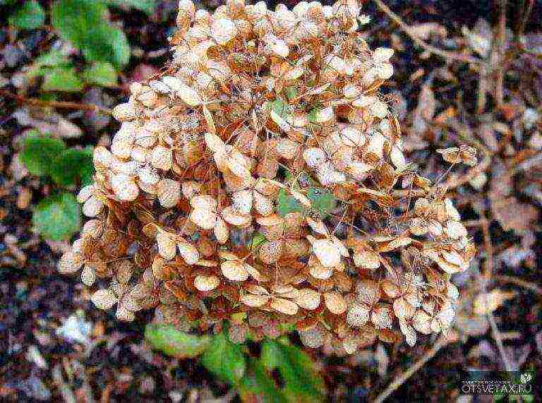 hydrangea garden winter-hardy planting and care in the open field