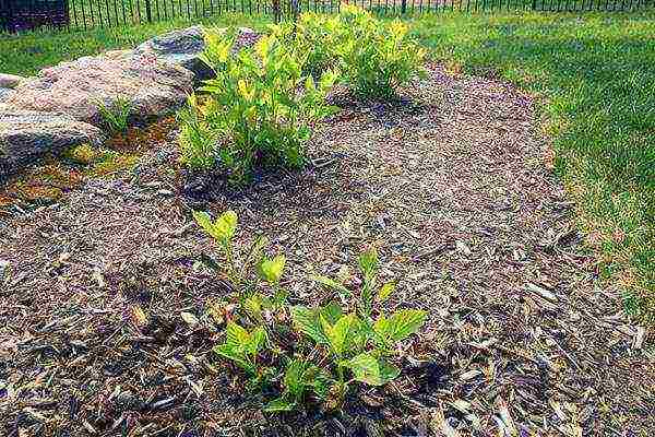 hydrangea garden winter-hardy planting and care in the open field