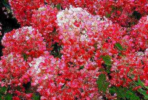 hydrangea in siberia care planting and care in the open field