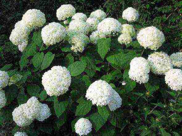 hydrangea in siberia care planting and care in the open field