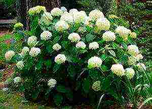 hydrangea sa pagtatanim ng pangangalaga sa siberia at pangangalaga sa bukas na bukid