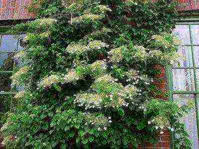 pag-akyat ng hydrangea sa pagtatanim ng hardin at pangangalaga sa labas