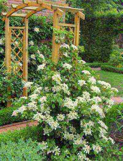 hydrangea climbing garden planting and outdoor care