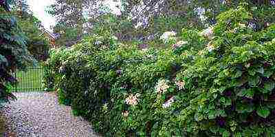 hydrangea climbing garden planting and outdoor care