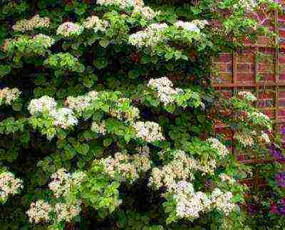 hydrangea climbing garden planting and outdoor care