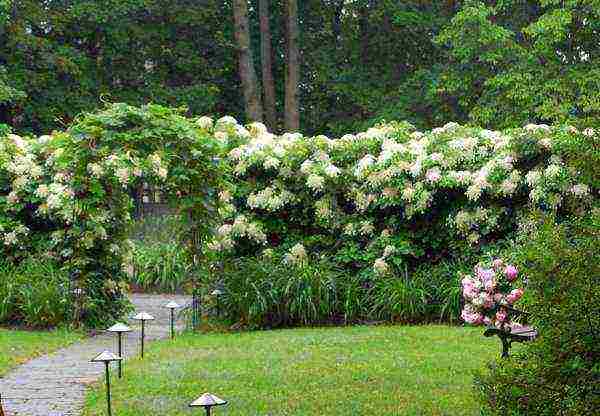 pag-akyat ng hydrangea sa pagtatanim ng hardin at pangangalaga sa labas