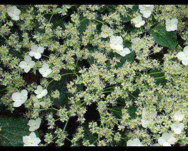 hydrangea climbing garden planting and outdoor care