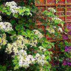 hydrangea climbing garden planting and outdoor care