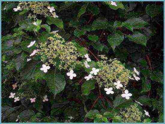 pag-akyat ng hydrangea sa pagtatanim ng hardin at pangangalaga sa labas