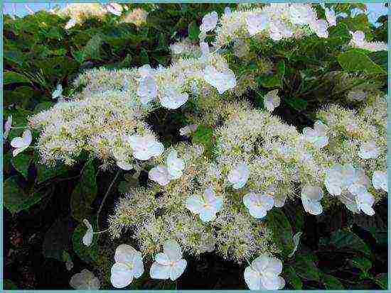 hydrangea climbing garden planting and outdoor care