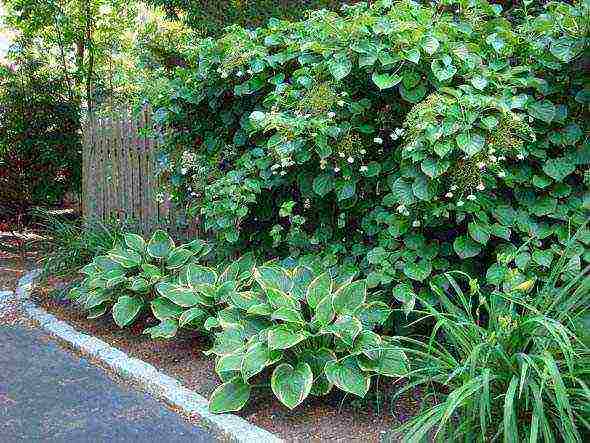 hydrangea climbing garden planting and outdoor care