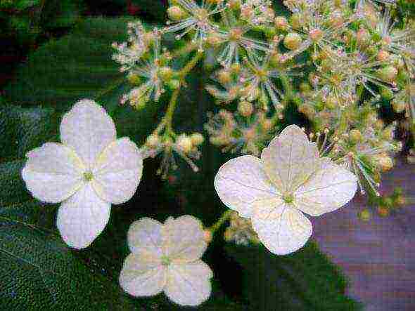 pag-akyat ng hydrangea sa pagtatanim ng hardin at pangangalaga sa labas