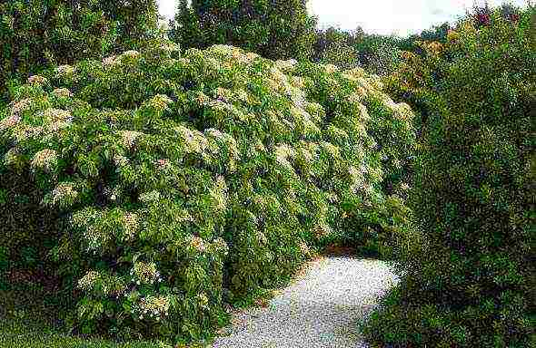 hydrangea climbing garden planting and outdoor care