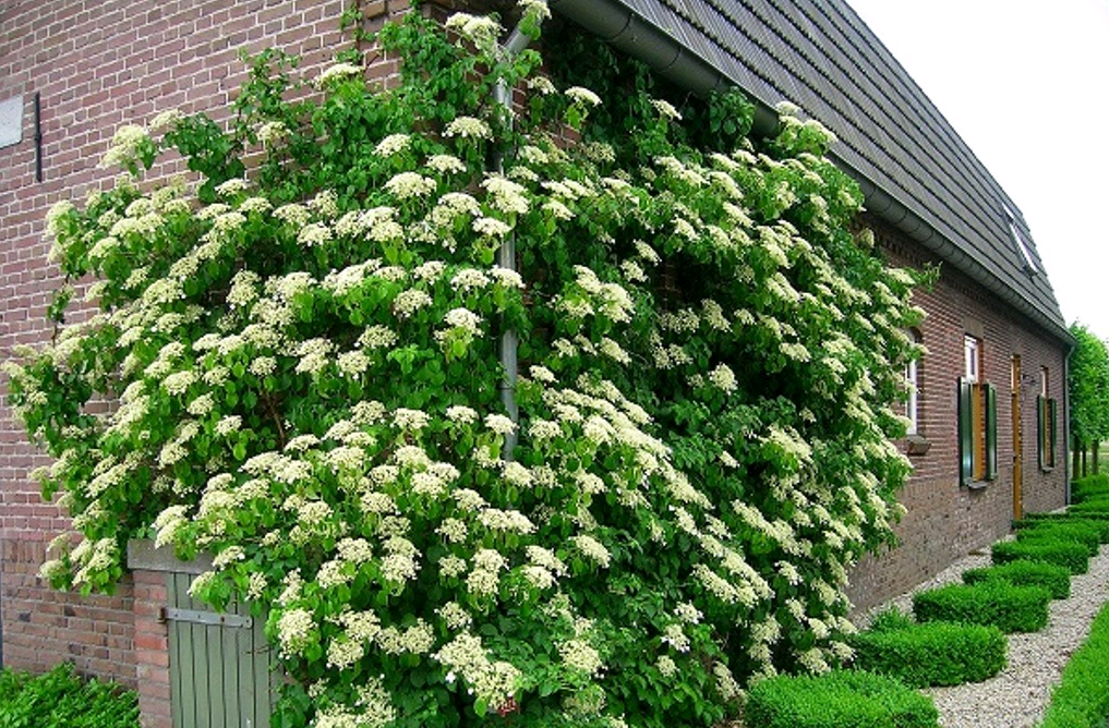 hydrangea climbing garden planting and outdoor care