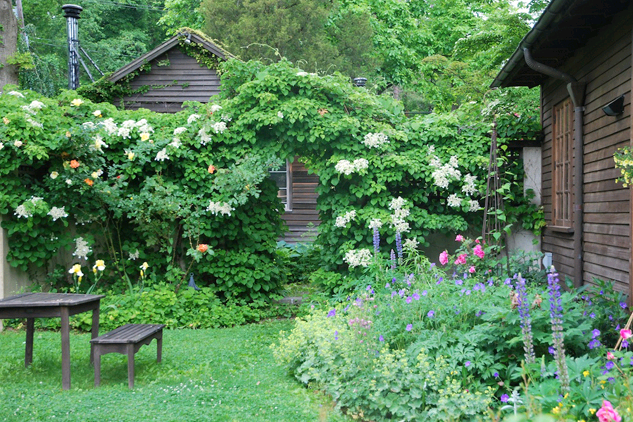 hydrangea climbing garden planting and outdoor care