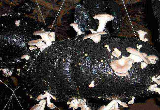 how to grow oyster mushroom blocks at home