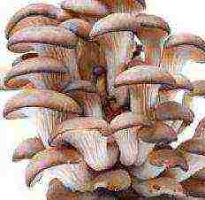 mushrooms how to grow oyster mushrooms at home