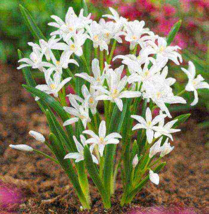 Chionodox forbes planting and care in the open field