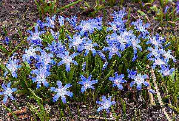 Ang Chionodox forbes ay nagtatanim at nangangalaga sa bukas na bukid