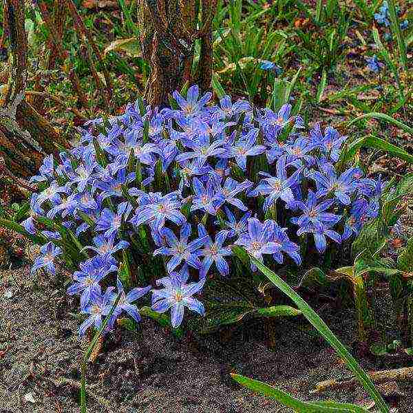 Ang Chionodox forbes ay nagtatanim at nangangalaga sa bukas na bukid