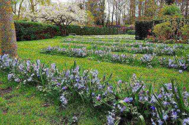 Chionodox forbes planting and care in the open field