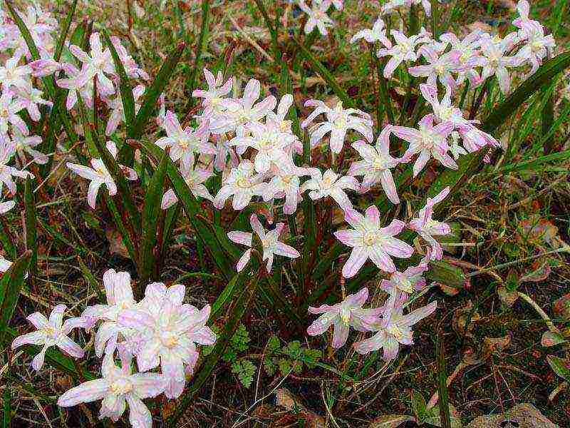 Ang Chionodox forbes ay nagtatanim at nangangalaga sa bukas na bukid