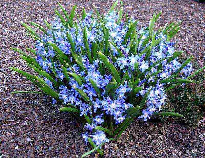 Ang Chionodox forbes ay nagtatanim at nangangalaga sa bukas na bukid