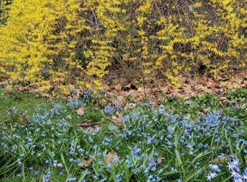 chionodox forbes planting and care in the open field