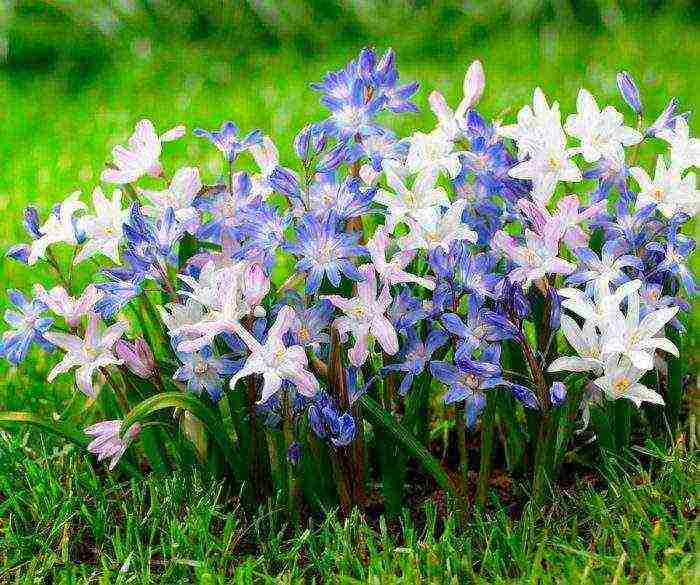 Chionodox forbes planting and care in the open field