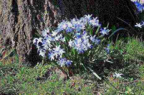 Ang Chionodox forbes ay nagtatanim at nangangalaga sa bukas na bukid