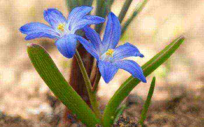 Chionodox forbes planting and care in the open field