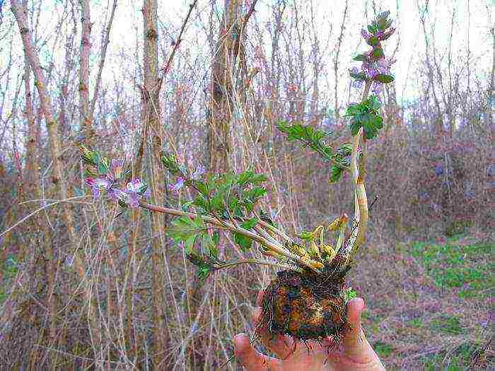 corydalis yellow planting and care in the open field