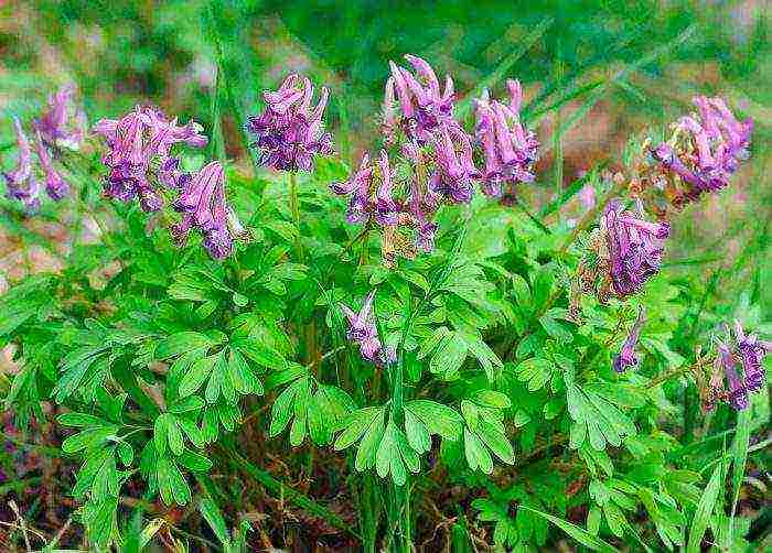 corydalis สีเหลือง ปลูกและดูแลในทุ่งโล่ง