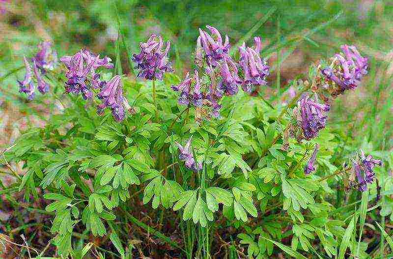 corydalis dilaw na pagtatanim at pangangalaga sa bukas na bukid