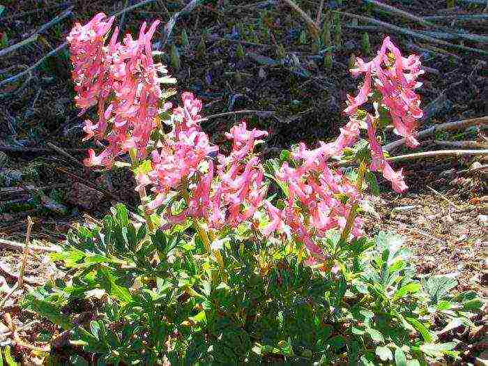 corydalis yellow planting and care in the open field