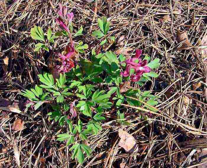 corydalis yellow planting and care in the open field