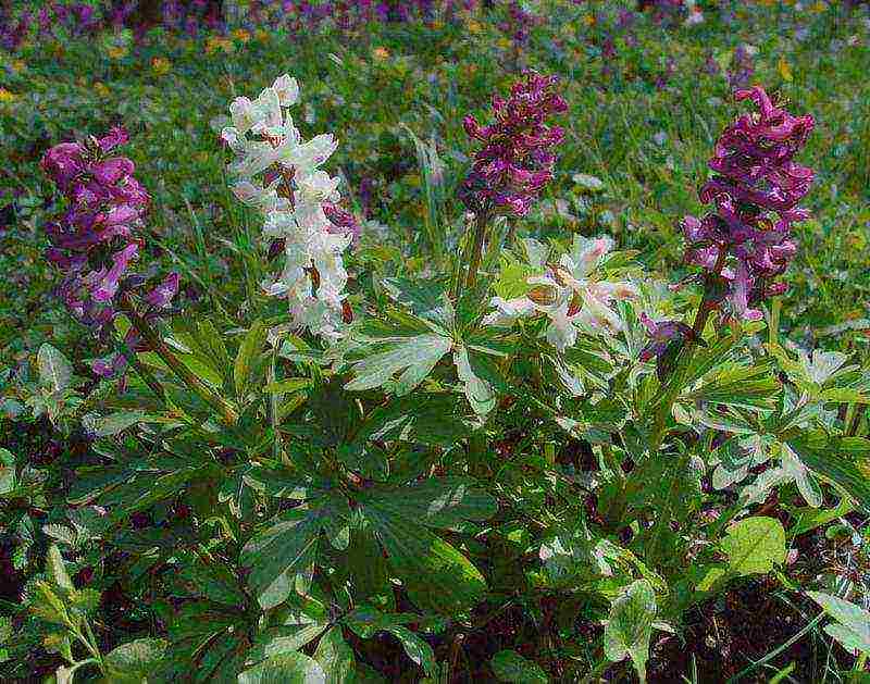 corydalis yellow planting and care in the open field