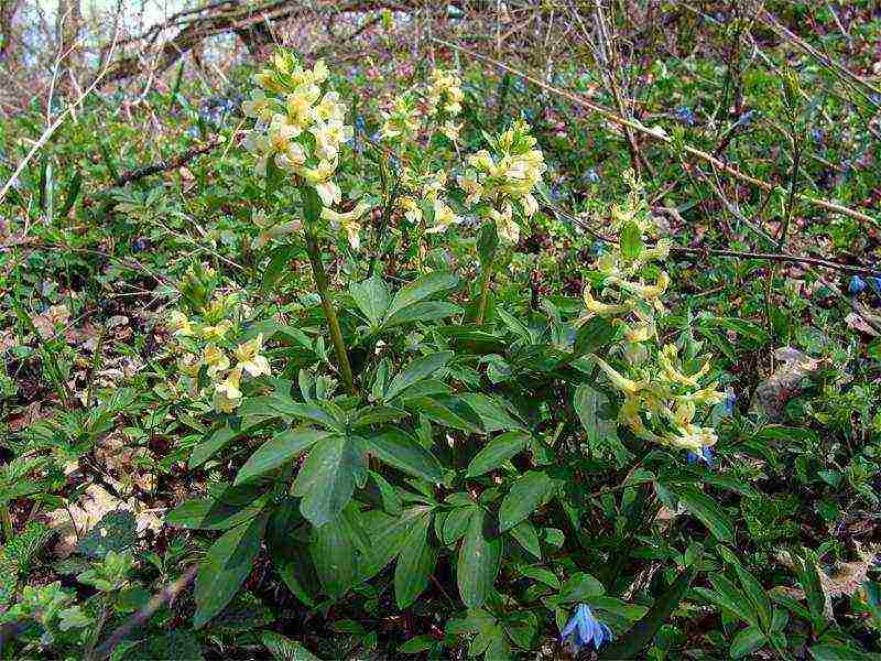 زراعة corydalis الصفراء والعناية في الحقل المفتوح