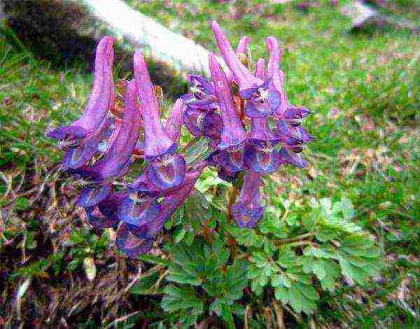 corydalis สีเหลือง ปลูกและดูแลในทุ่งโล่ง