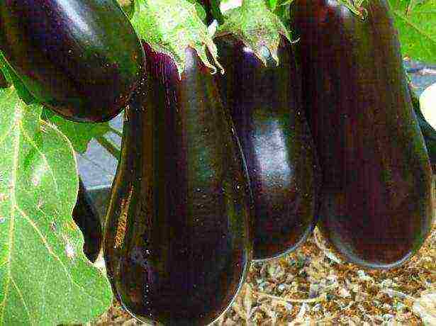 good varieties of eggplant